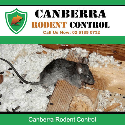 Professional rodent control services removing rats from Canberra homes and properties