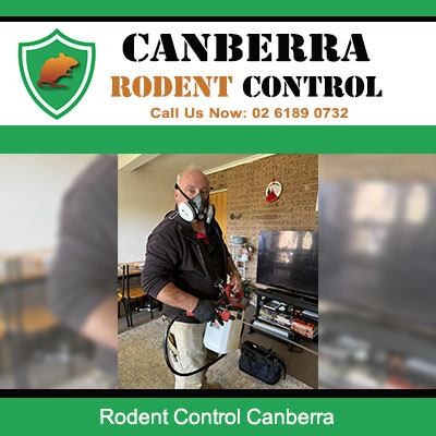 Professional pest control technician performing rodent control services in Canberra